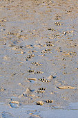 Tracks of Bengal Tiger (Panthera tigris tigris) in the mud at low tide, Sunderbans, Ganges Delta, Bay of Bengal, India