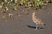 Whimbrel (Numenius arquata), at the water's edge in the mangroves, Sunderbans, Ganges Delta, Bay of Bengal, India