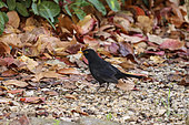 Blackbird (Turdus merula) male on the ground in autumn, France