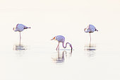 Greater Flamingos (Phoenicopterus roseus), Camargue, France