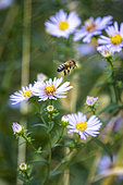 Honey bee (Apis mellifera) in flight among Aster flowers (Aster sp), Montfavet, Green Belt of Avignon, Vaucluse, France