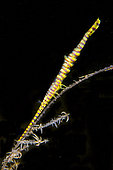 Saw Blade Shrimp (Tozeuma armatum), Melasti dive site, Seraya, Karangasem, Bali, Indonesia