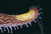 Comb Jelly (Coeloplana sp) with feeding tentacle on Luzon Sea Star (Echinaster luzonicus) showing Tube Feet, Melasti dive site, Seraya, Karangasem, Bali, Indonesia