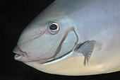 Sleek Unicornfish (Naso hexacanthus), Dropoff dive site, Seraya, Karangasem, Bali, Indonesia