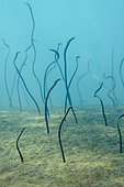 Spaghetti Garden Eels (Gorgasia maculata) coming out from sand, Liberty Wreck dive site, Tulamben, Bali, Indonesia