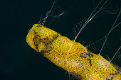 Group of Comb Jelly (Ctenophore; Coeloplana sp) casting feeding tentacles on Luzon Sea Star (Echinaster luzonicus), Dropoff dive site, Seraya, Karangasem, Bali, Indonesia