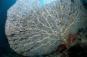 Gorgonian Sea Fan (Annella mollis), Kadola dive site, Pulau Penyu, Banda Sea, Moluccas, Indonesia