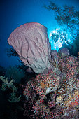Barrel Sponge (Xestospongia testudinaria), Abbot's Eddy dive site, Kadola Island, Penyu Group, Lucipara, Banda Sea, Indonesia