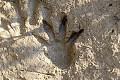 Coypu (Myocastor coypus) footprint on the muddy bank of a river in Provence, France