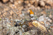 2nd year Robin (Erithacus rubecula) resting on a stump in winter in Provence, France