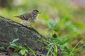 Palm warbler (Setophaga palmarum) looking for food on the ground on the island of Roatan, where it spends the boreal winter, Honduras