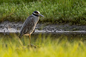Yellow-crowned Night Heron (Nyctanassa violacea) in a small inlet on the island of Roatan, Honduras