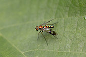 Longlegged Fly (Condylostylus sp) with a metallic sheen and spotted wings resting on a leaf on the island of Roatan, Honduras