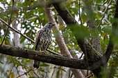 Gray hawk (Buteo plagiatus) immature in a tree in the secondary rainforest on Roatan Island, Honduras