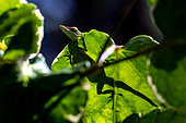 Allison's anole (Anolis allisoni), native to Cuba, a recent addition (early 20th century) to the fauna of the island of Roatan, Honduras.