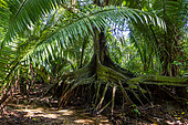 Edge of a small tropical stream bordered by a stilt-rooted tree and palm trees on the island of Roatan, Honduras