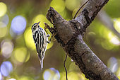 Black-and-white Warbler (Mniotilta varia) looking for food on the branches of a tree on Roatan Island, where it spends the boreal winter, Honduras