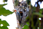 Golden-fronted Woodpecker (Melanerpes aurifrons) female building a nest in a tree on Roatan Island, Honduras