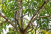 Northern potoo (Nyctibius jamaicensis) nocturnal bird, imitating a broken branch to pass unnoticed when resting during the day, Roatan Island, Honduras