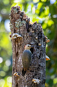 Golden-fronted Woodpecker (Melanerpes aurifrons) female building a nest in a tree on Roatan Island, Honduras