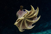 Dumbo octopus (Opisthoteuthis agassizii) swimming at a depth of 700 m off Roatan Island, Honduras.