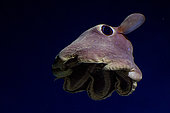 Dumbo octopus (Opisthoteuthis agassizii) swimming at a depth of 700 m off Roatan Island, Honduras.