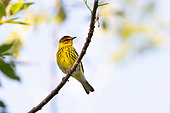 Cape May Warbler (Dendroica tigrina) on a branch on Roatan Island where it spends the boreal winter, Honduras