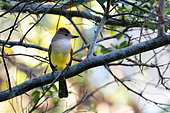 Brown-crested Flycatcher (Myiarchus tyrannulus) on a branch on Utila Island, where it spends the boreal winter, Honduras