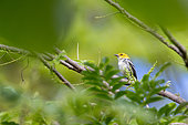Black-throated Green Warbler (Setophaga virens) on a branch on Utila Island where it spends the boreal winter, Honduras