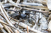 Ground Spider (Zelotes sp) moving near a stream in Provence, France