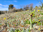 Ophrys Orchid (Ophrys passionis) flowers in its natural environment in Provence, France