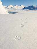 Footprints of the Arctic Fox (Vulpes lagopus) on the snow covering the pack ice at the bottom of the Saint John fjord in Spitzbergen, Svalbard archipelago.