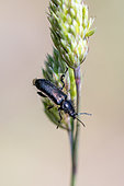 Soft-winged flower beetle (Enicopus noir) on a grass in Provence, France
