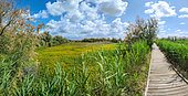 Camargue gardoise landscape, Scamandre regional nature reserve, France