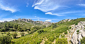 Scrubland landscape in the Alpilles of Provence, France