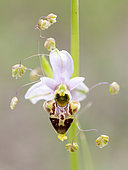 Saintonge Oprhys (Ophrys santonica) flower surrounded by a Lesser quaking-grass (Briza minor) in Provence, France