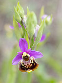 Souche's late spider orchid (Ophrys fuciflora souchei) flower, Forcalquier, Provence, France