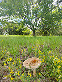Gilled Mushroom at the foot of a Downy Oak (Quercus pubescens) in a garden, Forcalquier, Provence, France