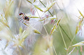 Thick-headed fly (Physocephala pusilla) on grasses, Forcalquier, Provence, France