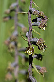 Fleurs d'Epipactis à petites feuilles (Epipactis microphylla), Céreste, Provence, France