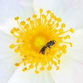 Small solitary bee covered in pollen in the heart of a Rosacea flower, Céreste, Provence, France