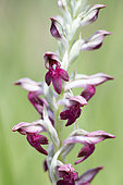 Orchis parfumé (Anacamptis fragrans), Forcalquier, Provence, France