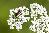 Longhorn Beetle (Stenurella bifasciata) on an umbellifer (Apiaceae sp) in Provence, France