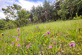 Paysage de pelouse naturelle où poussent des Orchis pyramidal (Anacamptis pyramidalis), Forcalquier, Provence, France