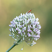 Common Red Soldier Beetle (Rhagonycha fulva) on Many-flowered garlic (Allium polyanthum), Forcalquier, Provence, France