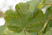 Red galls of the mite (Aceria acerimonspessulani) on the leaves of Italian Maple (Acer opalus), Provence, France