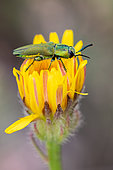 Metallic-coloured Jewell beetle (Anthaxia sp) on a yellow Asteraceae inflorescence, Provence, France