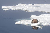 Walrus (Odobenus rosmarus) adult on a patch of pack ice shrouded in a light mist off the Svalbard archipelago