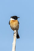 Siberian stonechat (Saxicola maurus), Almatinskaya, Almaty Region, Kazakhstan