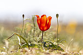 Kaufmann tulip (Tulipa kaufmanniana) flower in steppe, Almatinskaya, Almaty Region,Kazakhstan